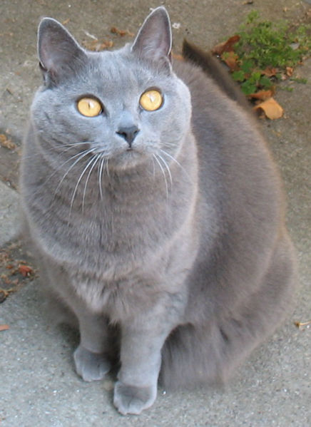 wikimedia-Chartreux_cat_J_adult_female_001