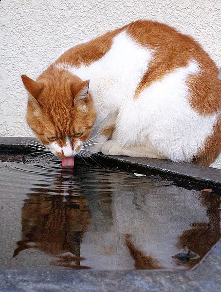 wikimedia-Drinking_cat