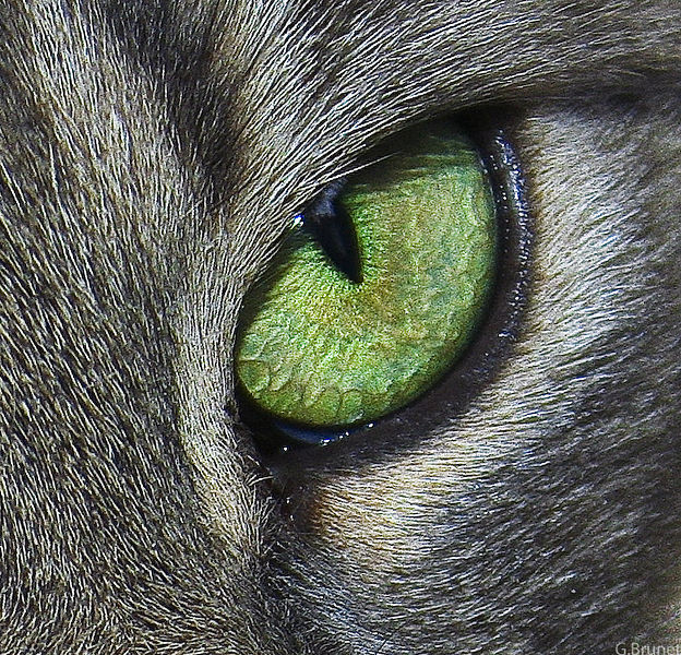 wikimedia-Cats_eye