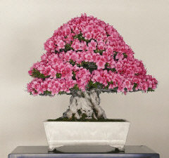 www.crispibonsai.com